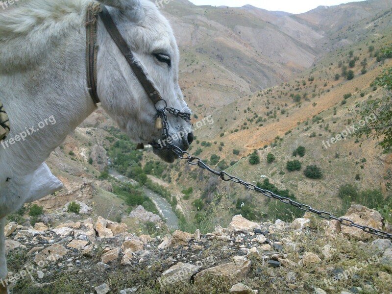 Donkey Fatigue Animal Free Photos