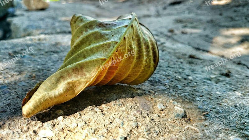 Dry Leaves Macro Autumn Free Photos