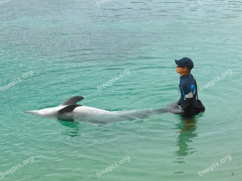 Dolphin Training Show Wildlife Marine