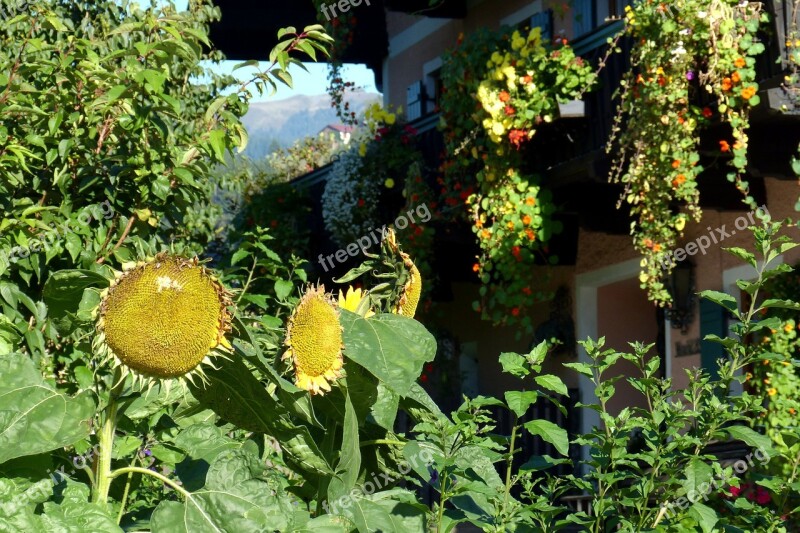 Sunflower Flourished From Huge Flowers Idyll Free Photos