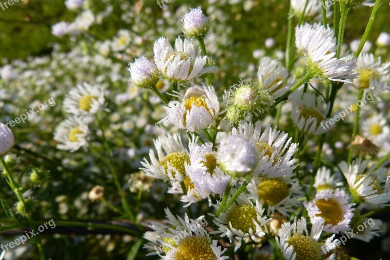 Fleabane Dew Dewdrop Morgentau Plant