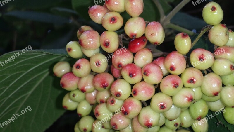 Fuzzy Snowball Berries Green Fruits Immature