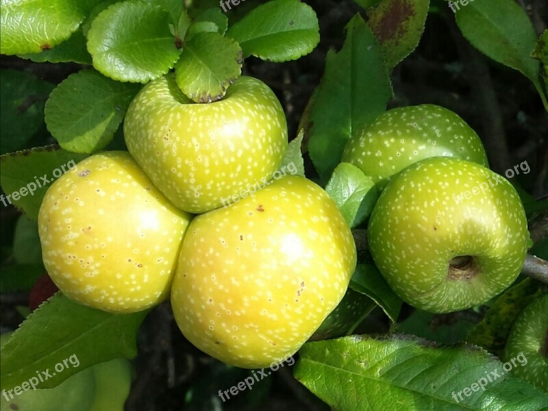 Apple Harvest Autumn Fruit Fruits