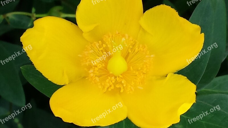 Buttercup Yellow Flower Blossom Bloom