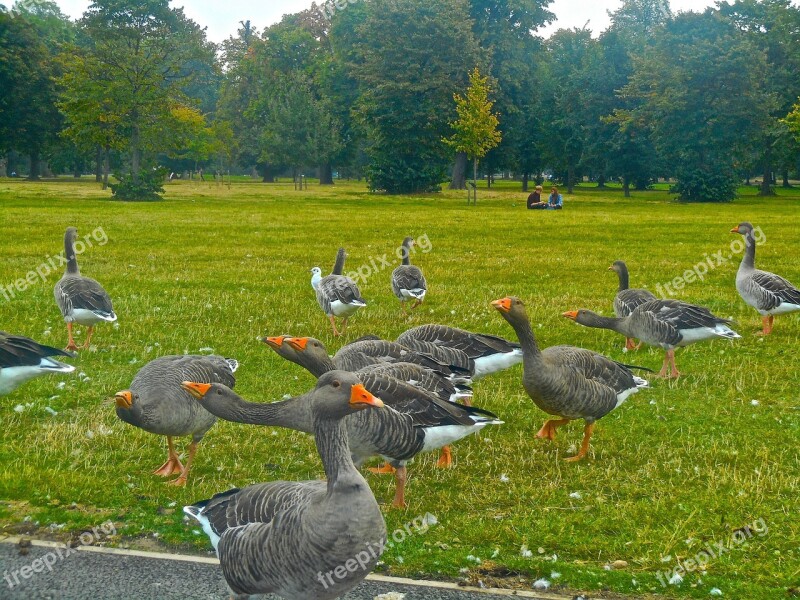 Bird Animals Goose Kensington Gardens Hyde Park