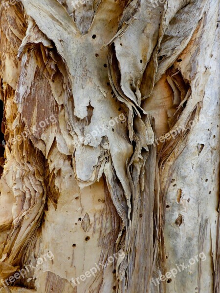 Bark Paper Bark Rough Surface Closeup