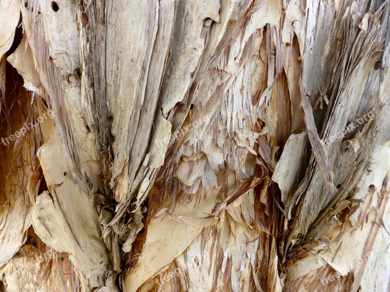 Bark Paper Bark Texture Pattern Rough