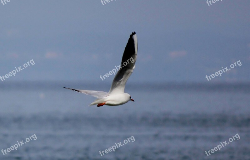 Gull Flight Flying Wing Free