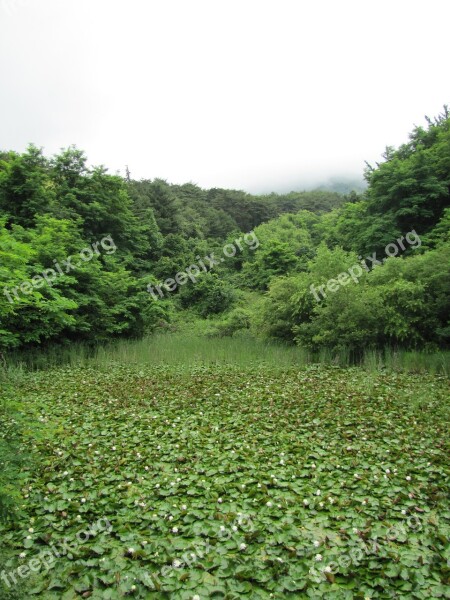 Greenness Chartreuse Nature Lotus Leaf Lotus