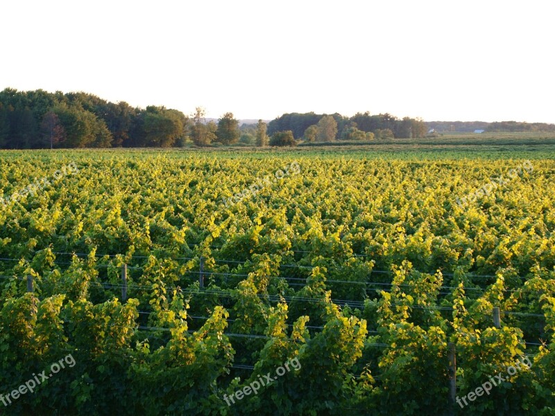 Vineyard Green Grapes Wine Agriculture