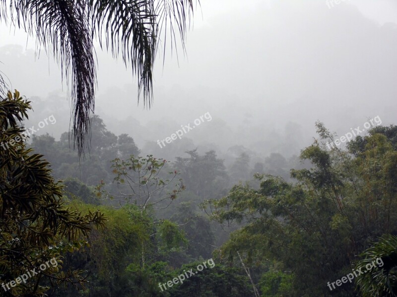 Fog Jungle Forest Sawmill Clouds