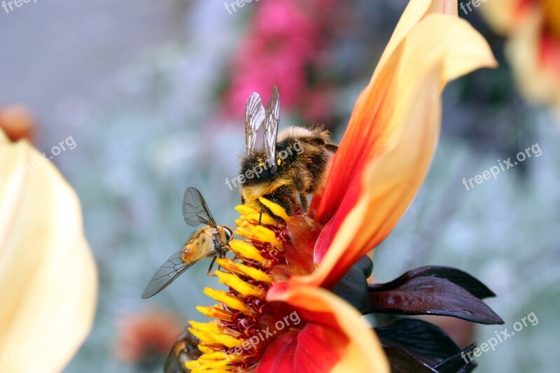 Insects Wasps Bees Hoverfly Flower