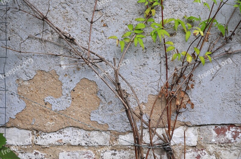 Wall Plaster Ranke Leaves Green