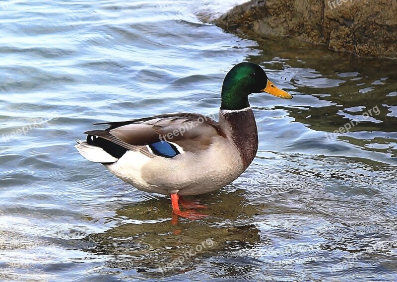 Mallard Duck Drake Plumage Lake