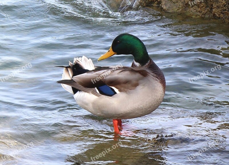 Mallard Duck Drake Plumage Lake