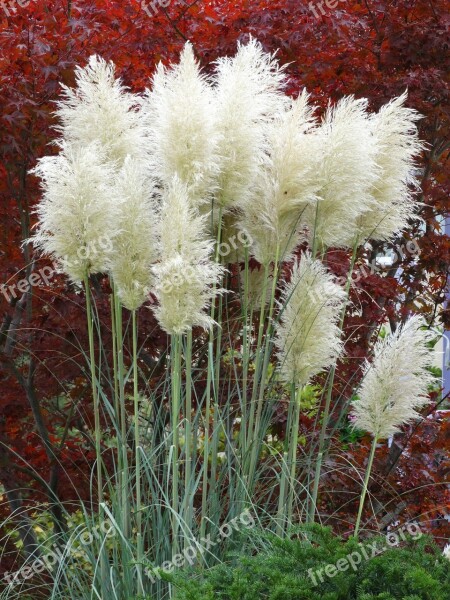 Pampas Grass Plant Nature Fluffy Airy