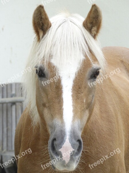 Horse Nostrils Mare Gaul Animals