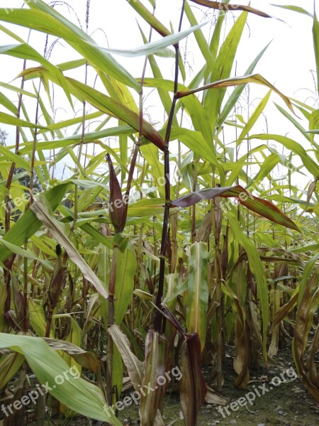 Cornfield Corn Plant Nature Food