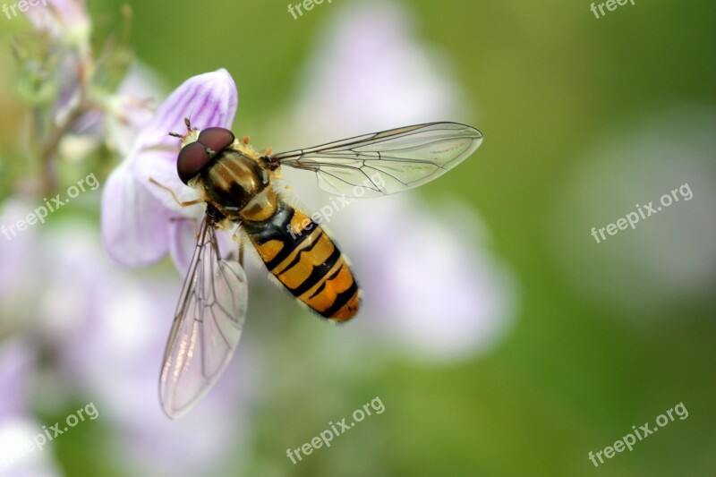 Hoverfly Flower Fly Wings Flower Insect