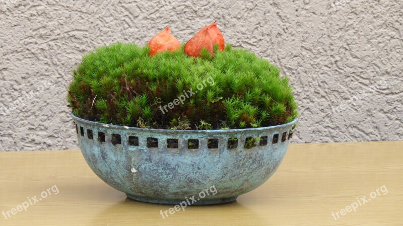 Plant Autumn Deco Decoration Green