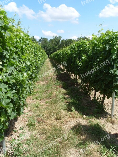 Vineyard Vines Grapes Winery Agriculture