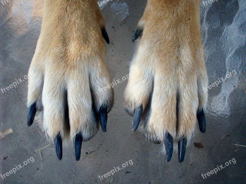 Paws Dog Animal Pet Puppy