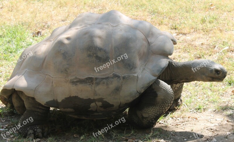 Turtle Tortoise Animal Reptile Nature