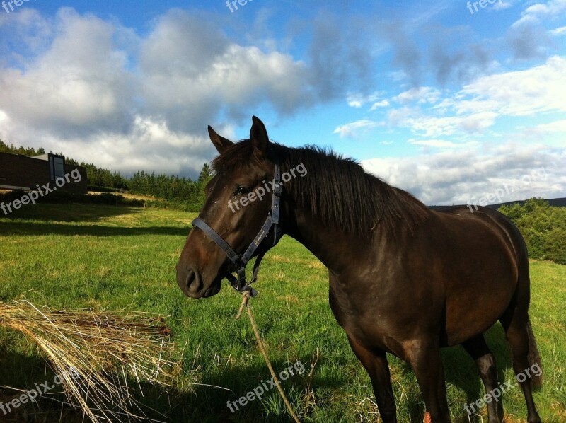 Horse Prato Animals Free Photos