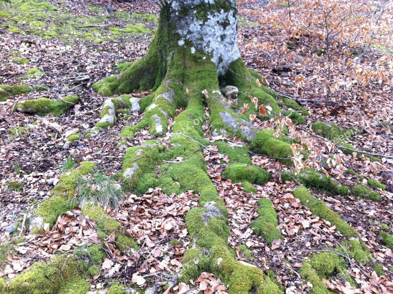 Moss Roots Green Forest Free Photos