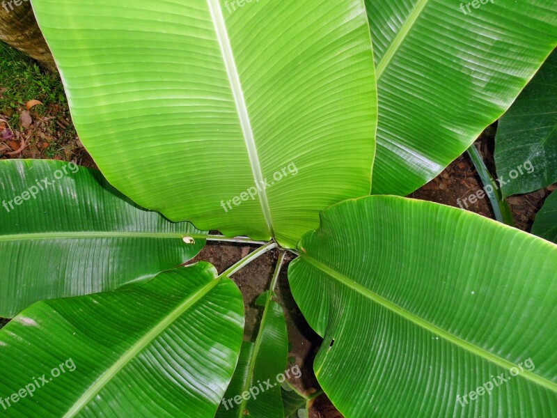 Banana Leaves Plant Leafs Green Nature