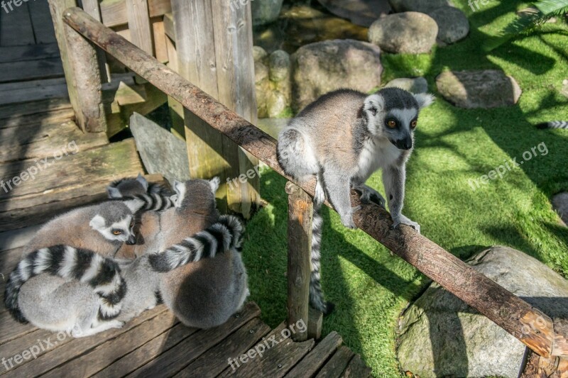 Lemur Ring-tailed Cute Nature Fur