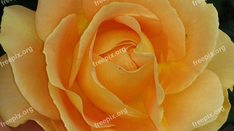 Rose Orange Flower Blossom Bloom