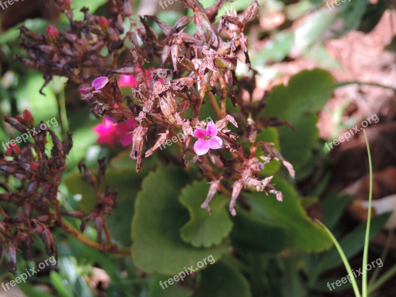 Flower Vegetation Garden Nature Field