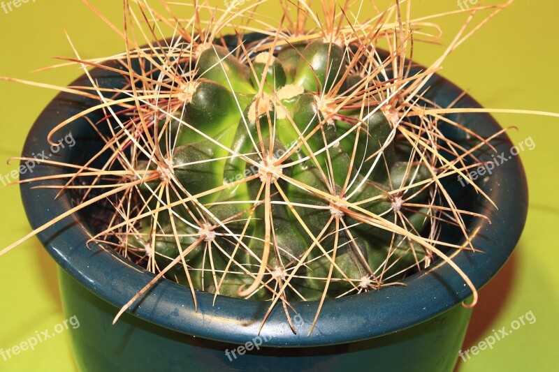 Cactus Plant Thorns Nature Close Up