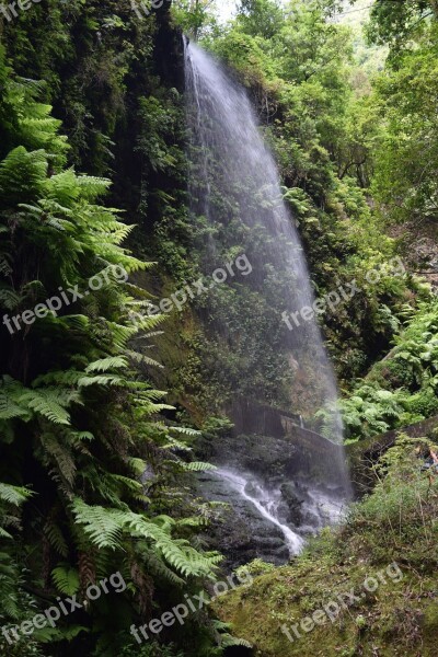 Waterfall Nature Jungle Forest Free Photos