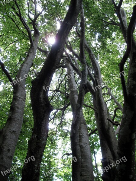 Tree Uplight Forest Trunk Nature