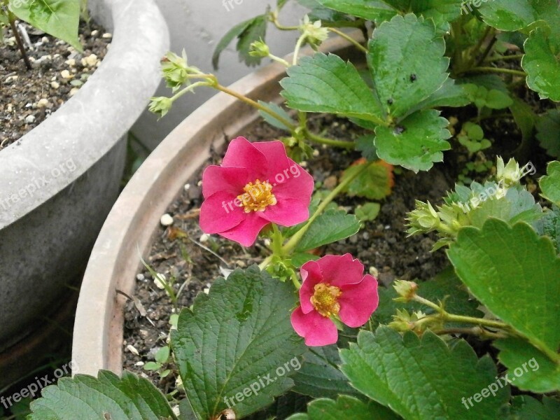 Strawberry Flower Flower Of Strawberry Red Flowers Free Photos