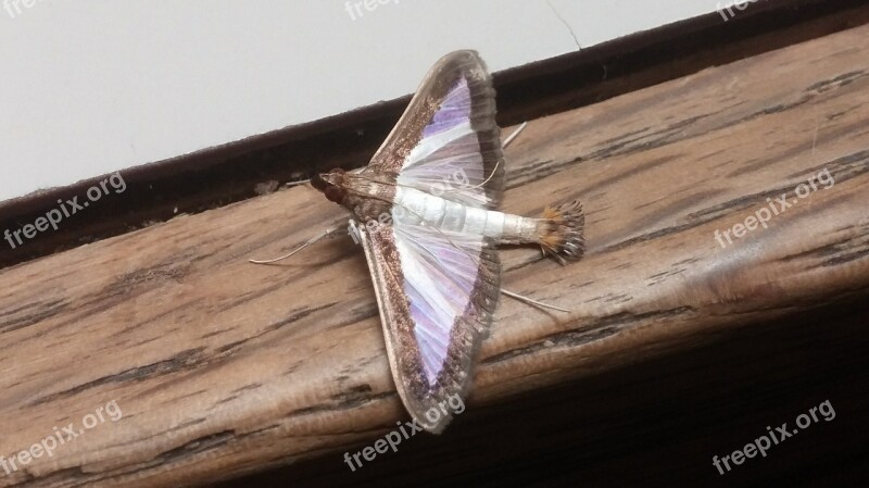 Melonworm Moth Moth Insect Arthropod Wings