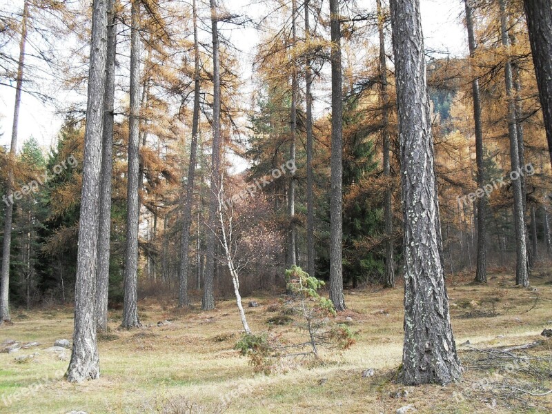 Wood Forest Fall Tree Natural