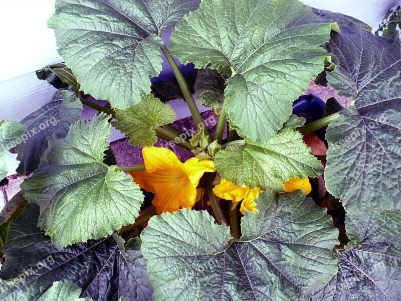 Squash Garden Vegetable Food Gardening