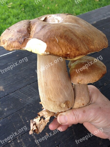 Porcini Mushrooms Mushroom Brown Eat Tasty