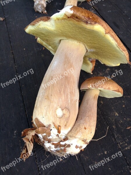 Cep Mushroom Brown Eat Tasty