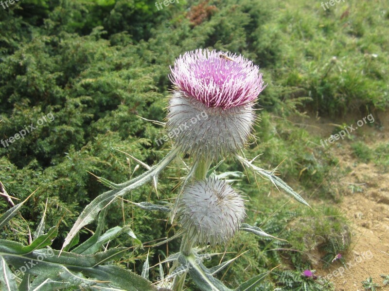 Thistle Plant Mountain Free Photos