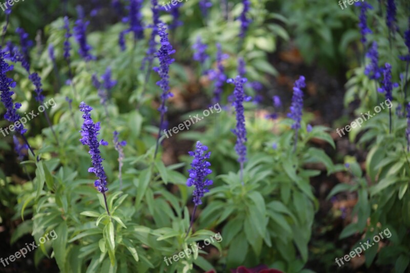 Lavender Flower Lilac Plant Nature