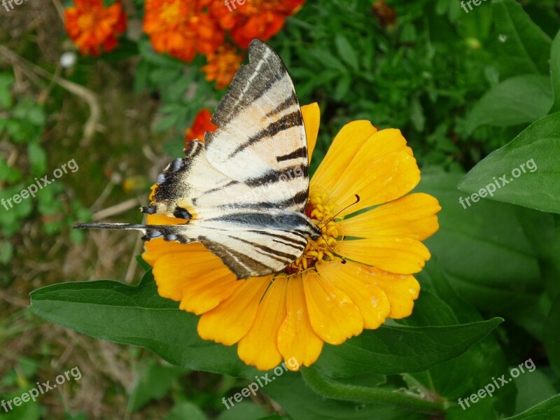 Dovetail Butterfly Marigold Close Up Flower