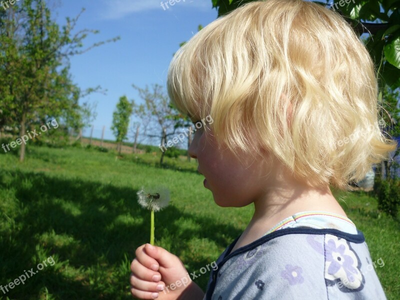 Child Blond Dandelion Nature Common Flight