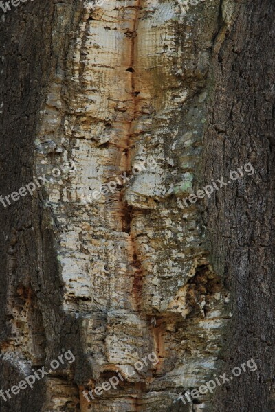 Cork Oak Tribe Tree Log Bark