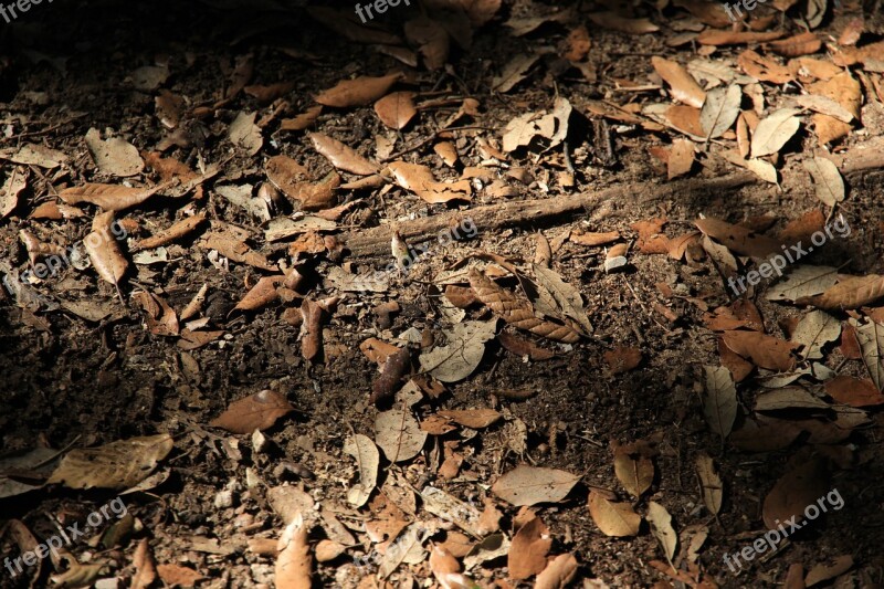 Forest Floor Leaves Autumn Ground Dust