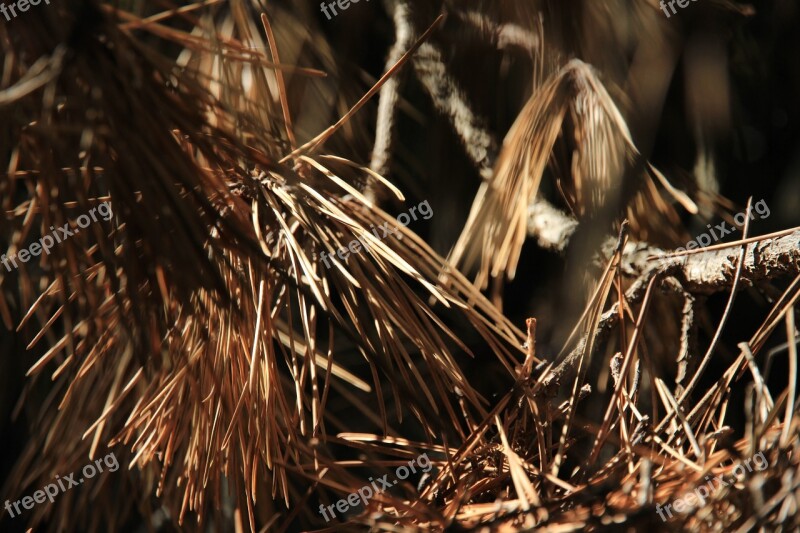 Pine Needles Pine Needles Autumn Tree