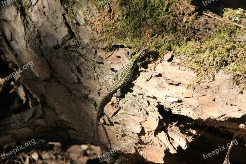 Lizard Tribe Log Moss Nature